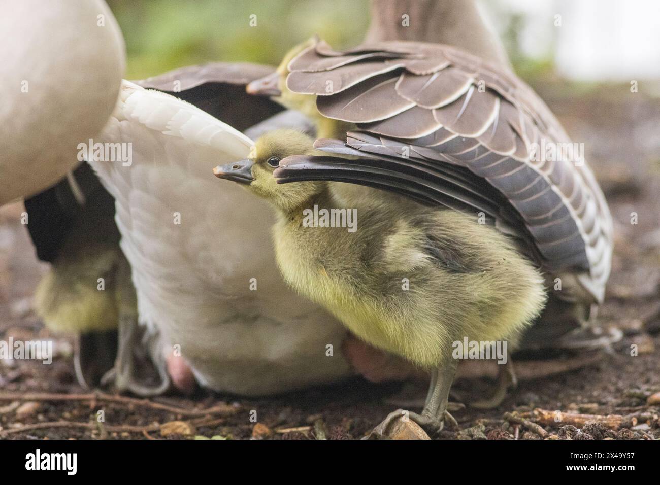 Guildford, UK. 01st May, 2024. Brittens Pond, Worplesdon. 01st May 2024. Foggy weather across the Home Counties this morning. Brent goslings at Brittens Pond in Worpleson, near Guildford, in Surrey. Credit: james jagger/Alamy Live News Stock Photo