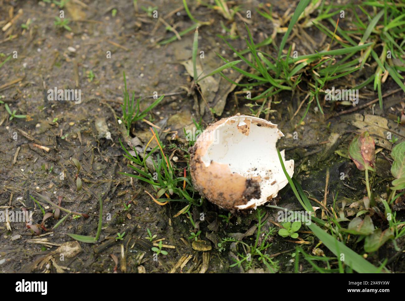 Broken egg eggshell on the ground Stock Photo