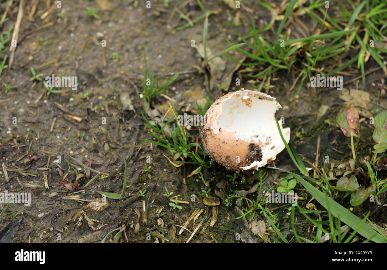 Broken egg eggshell on the ground Stock Photo