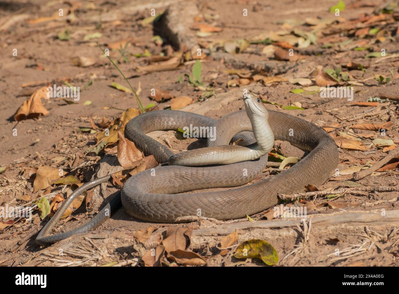 A highly venomous adult black mamba (Dendroaspis polylepis Stock Photo ...