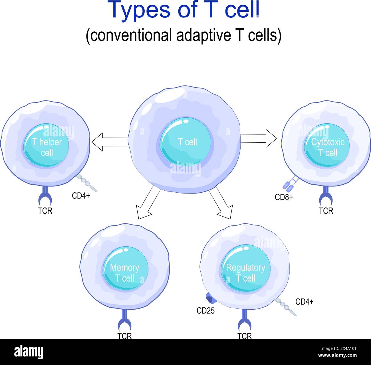 Types of T cell. Close-up of a Conventional adaptive T-cells and main receptors. Regulatory, Memory, Cytotoxic T-cells and T- helper. Immune regulatio Stock Vector