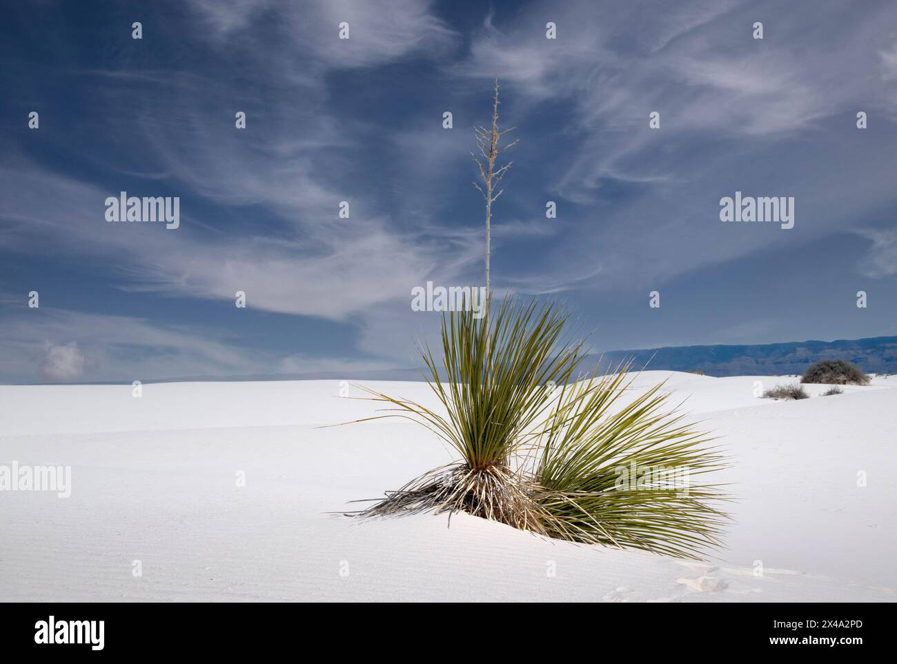 The Yucca plant, the official plant of New Mexico, struggles to survive in the gypsum dunes of White Sands National Park, Alamogordo, NM, USA Stock Photo