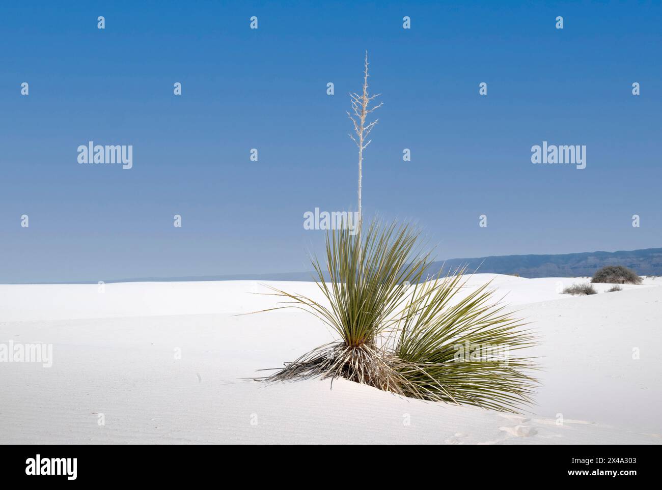 Yucca Plant New Mexico