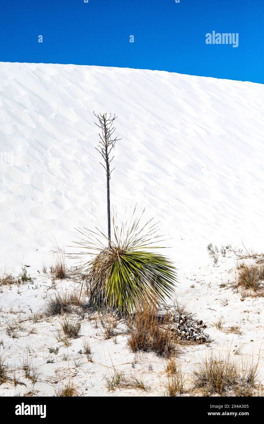 The Yucca plant, the official plant of New Mexico, struggles to survive in the gypsum dunes of White Sands National Park, Alamogordo, NM, USA Stock Photo