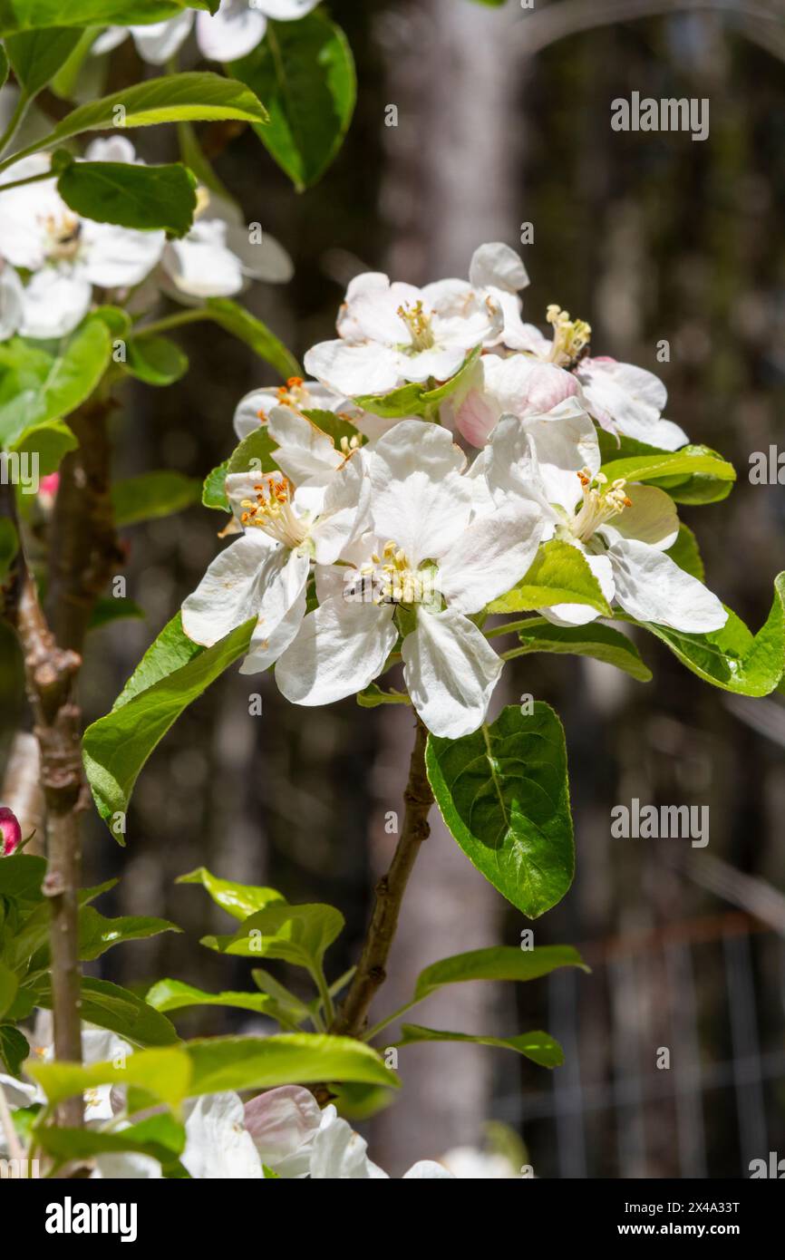 Large white blossoms of a Chehalis apple tree (Malus domestica 'Chehalis') blooming in spring. Stock Photo