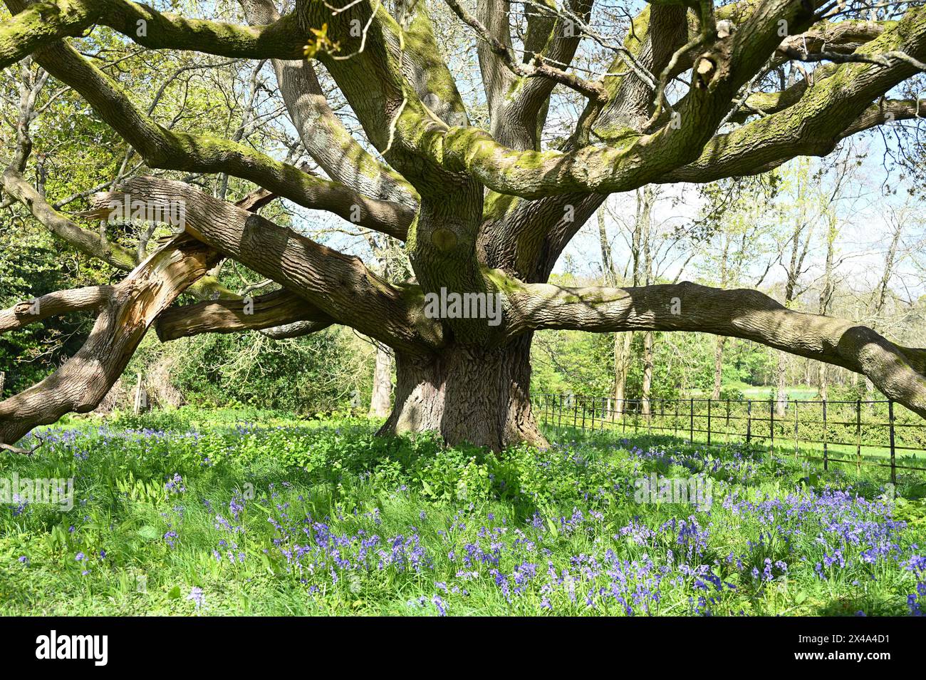 Beautiful blue spring flowers of English Bluebells, Hyacinthoides non-scripta under an oak tree Quercus robur in UK April Stock Photo