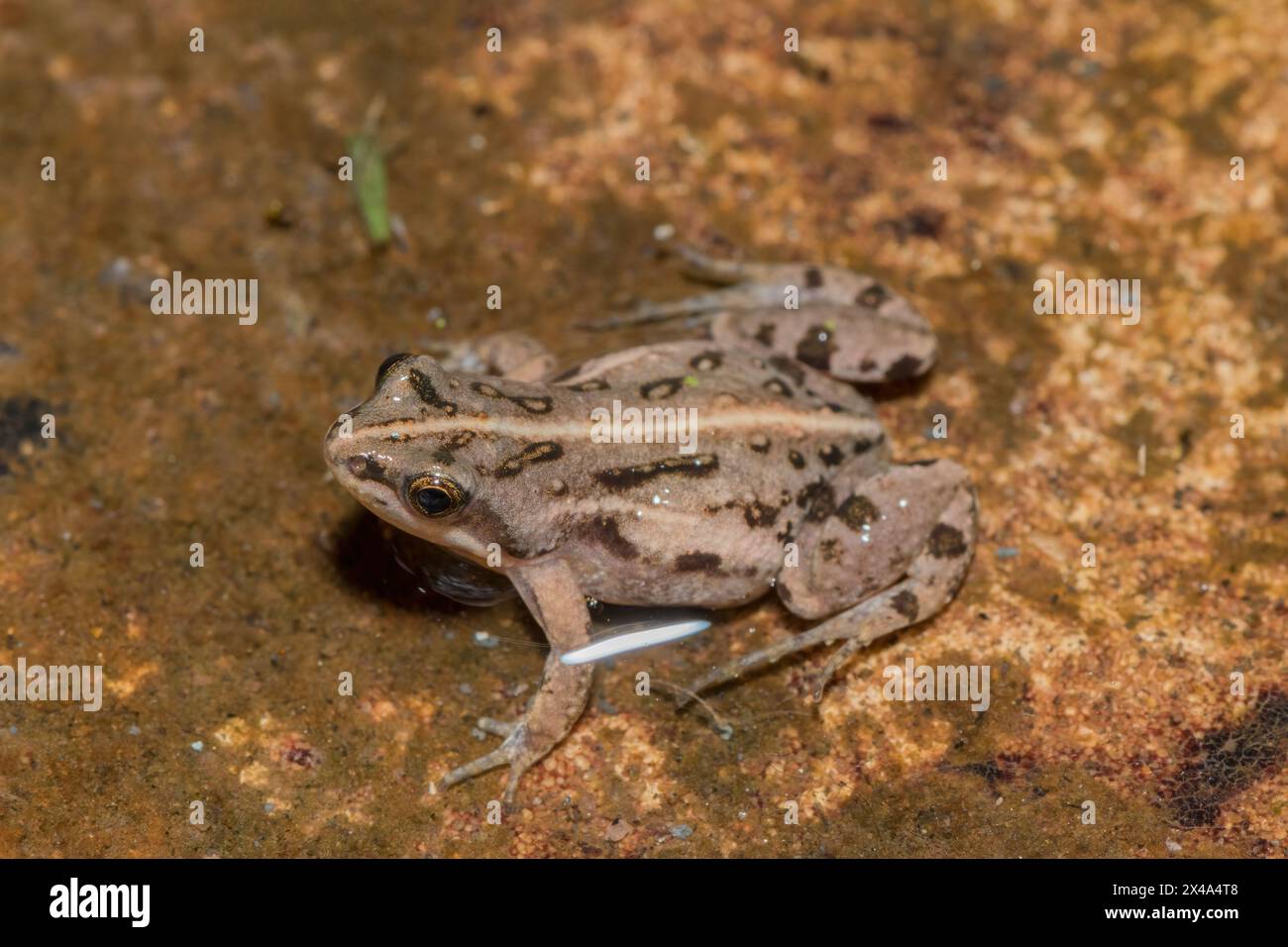 Boettger's dainty frog, or common caco (Cacosternum boettgeri Stock