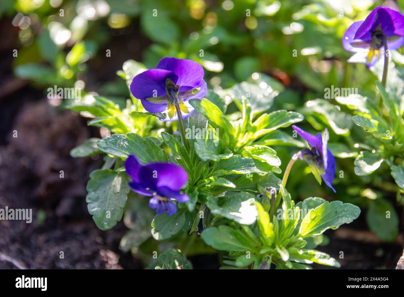 Violetses Flowering violets in the garden in sunlight. Garden flowers Stock Photo ...