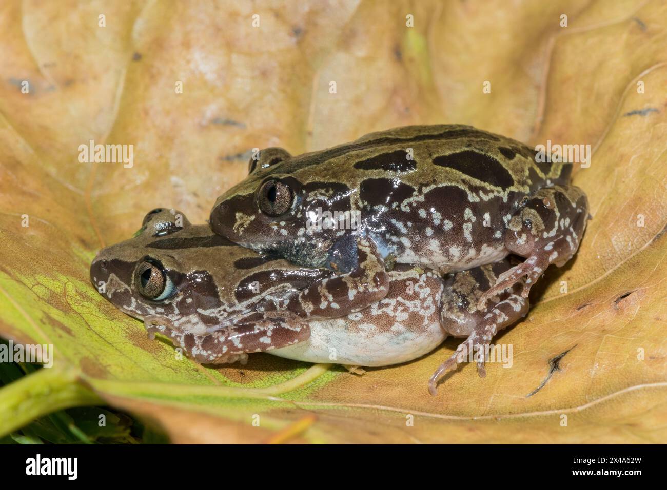 Bubbling Kassina, also known as a Senegal running frog (Kassina