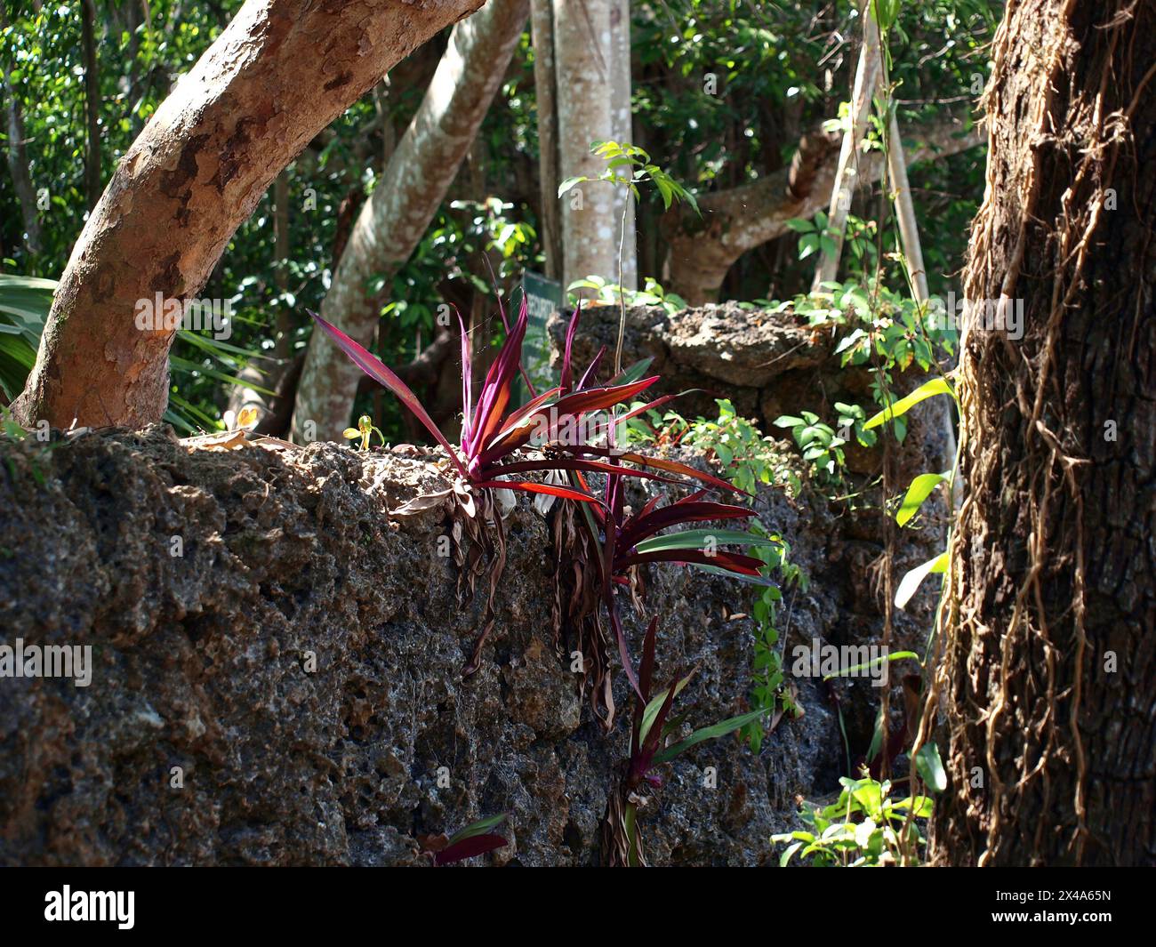 Plants growing in old fence made of coral. Forested tropical area. Stock Photo