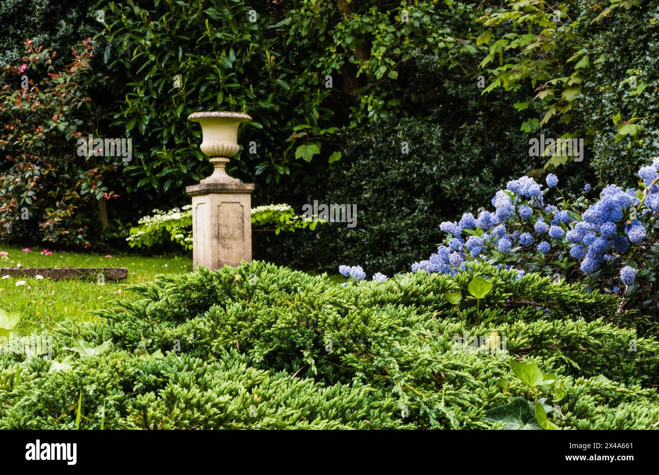 A Country Garden with a Ceonothus thyrsiflorus var. repens in the foreground. Stock Photo
