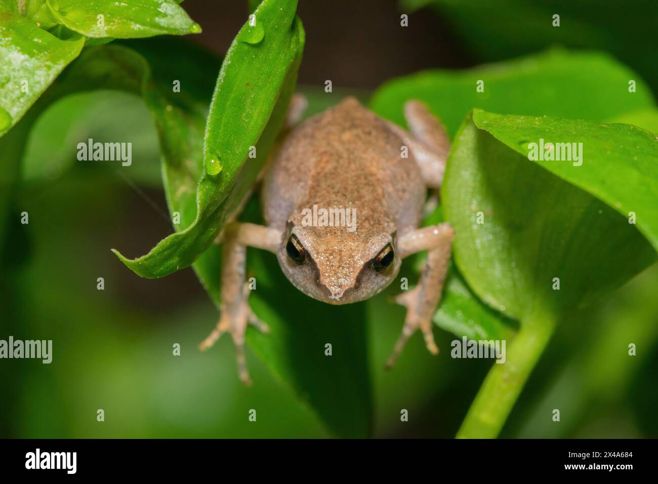 Cute bush squeaker (Arthroleptis wahlbergii) in the wild Stock Photo ...