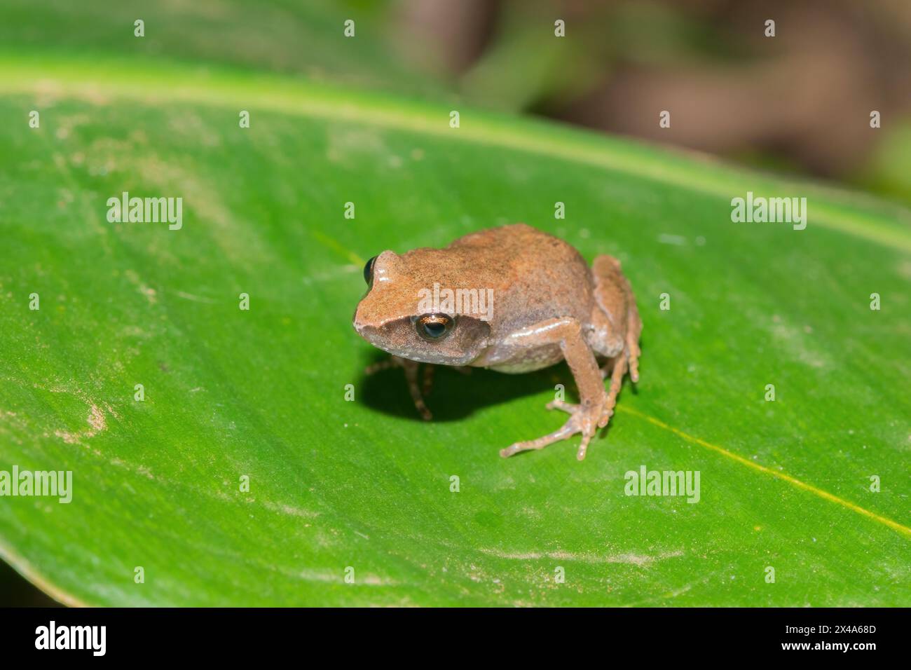 Cute bush squeaker (Arthroleptis wahlbergii) in the wild Stock Photo