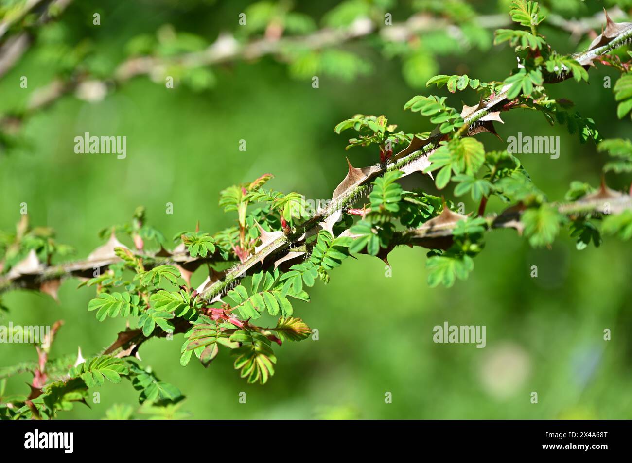 The large spikes or thorns and new spring growth on stems of wingthorn rose Rosa sericea omeiensis pteracantha in UK garden April Stock Photo