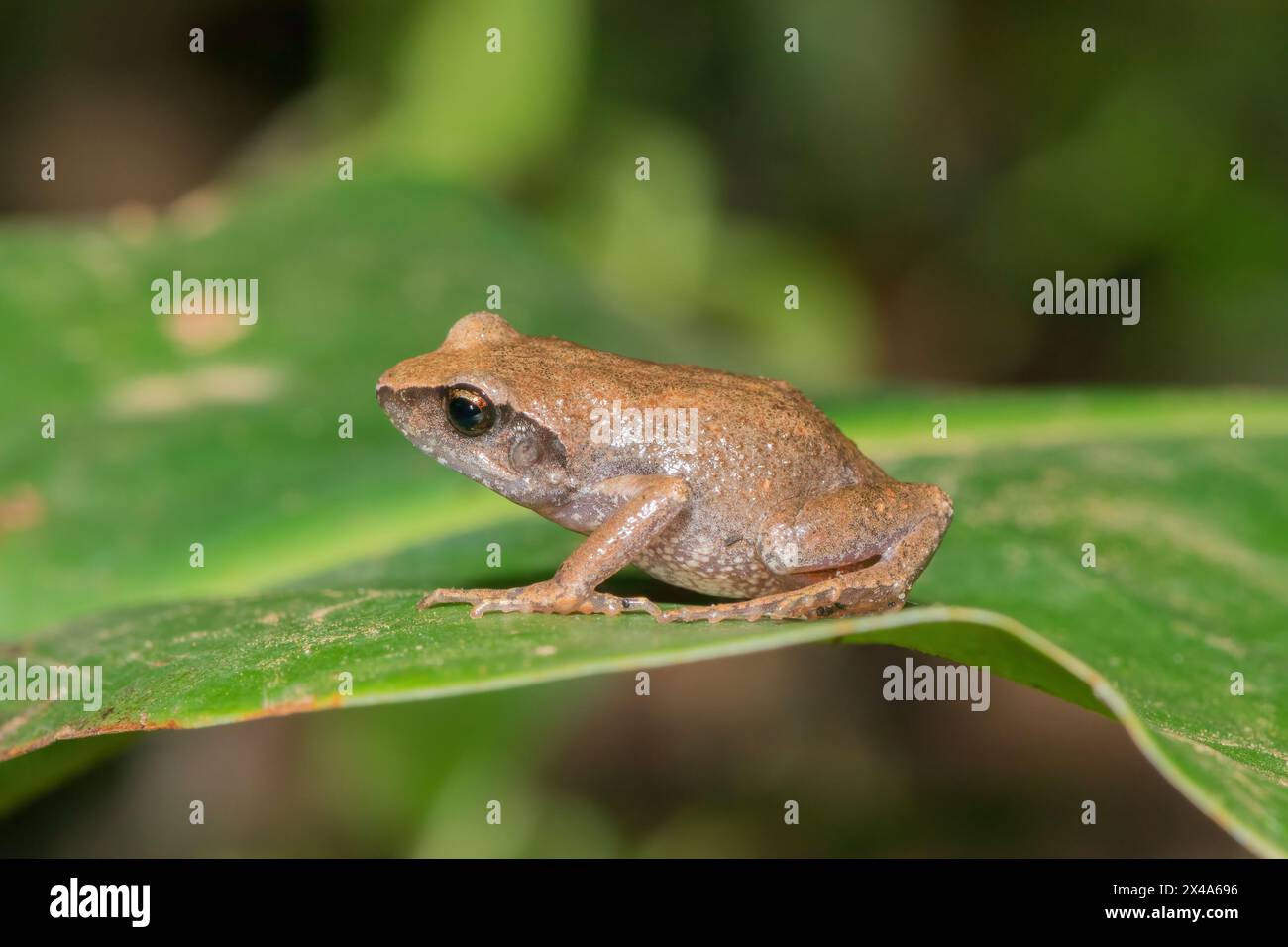 Cute bush squeaker (Arthroleptis wahlbergii) in the wild Stock Photo ...