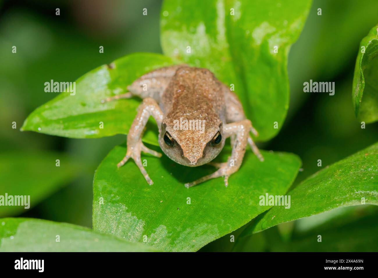 Cute bush squeaker (Arthroleptis wahlbergii) in the wild Stock Photo ...