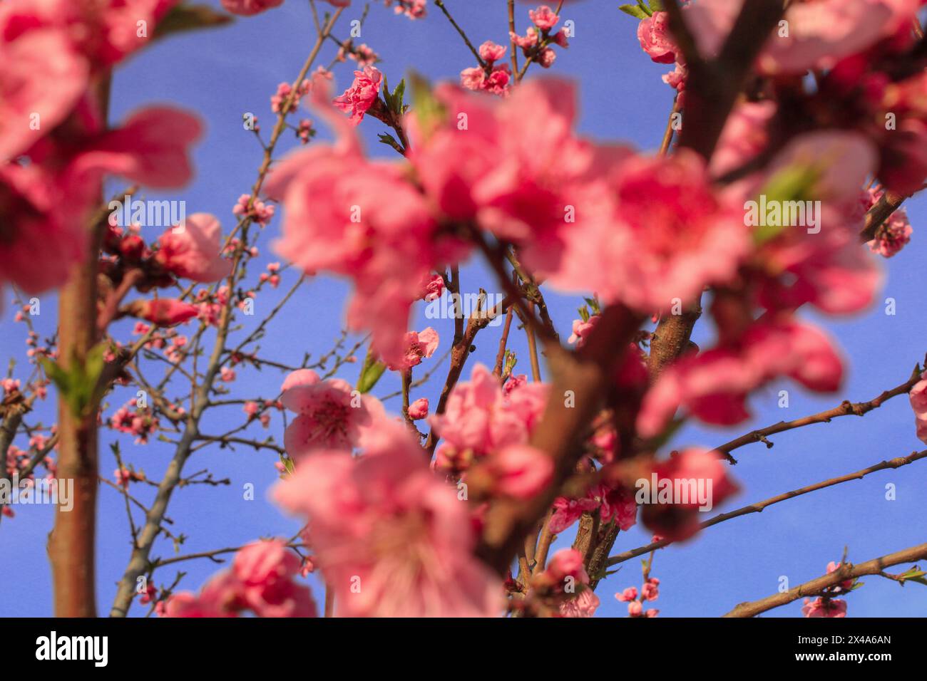 Pink tree floers blossom sakura bloom Stock Photo