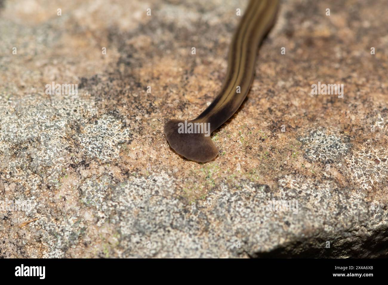 Shovelheaded Garden Worm (Bipalium kewense), also known as the