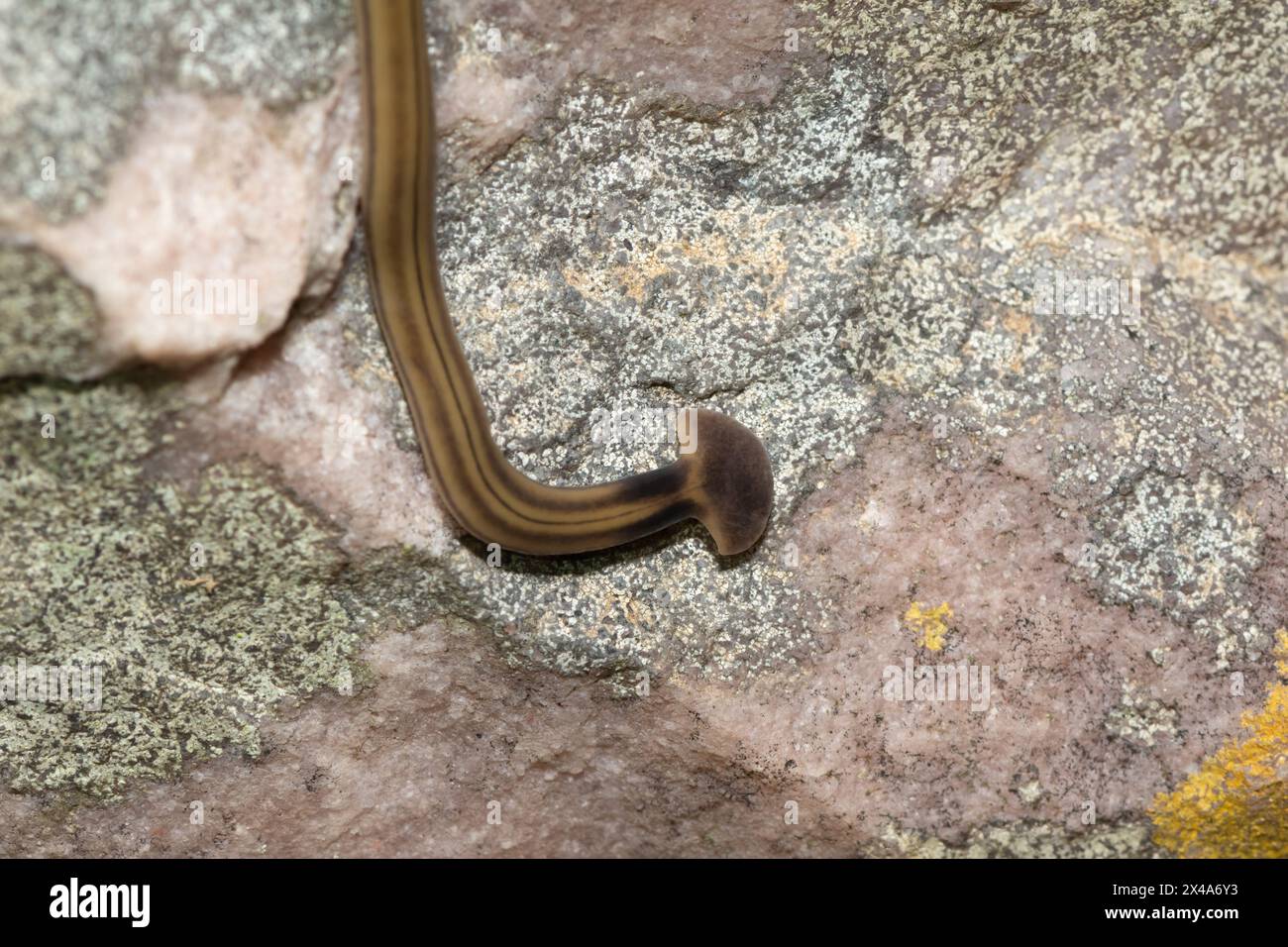 Shovelheaded Garden Worm (Bipalium kewense), also known as the