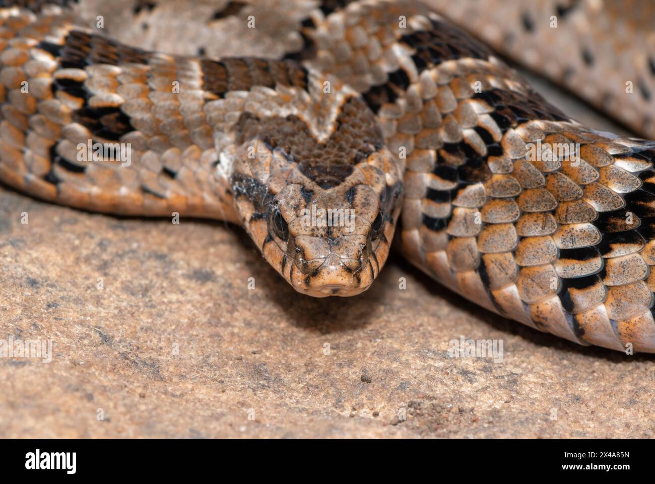 Close-up of a beautiful venomous Rhombic night adder (Causus rhombeatus ...