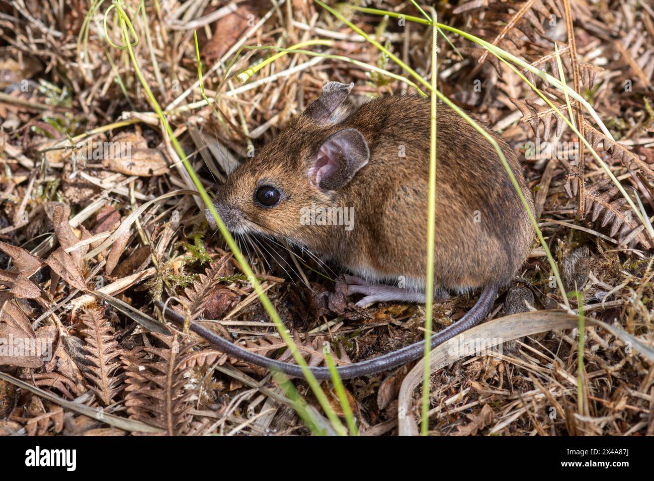 Wood mouse, also called long-tailed field mouse (Apodemus sylvaticus), England, UK Stock Photo