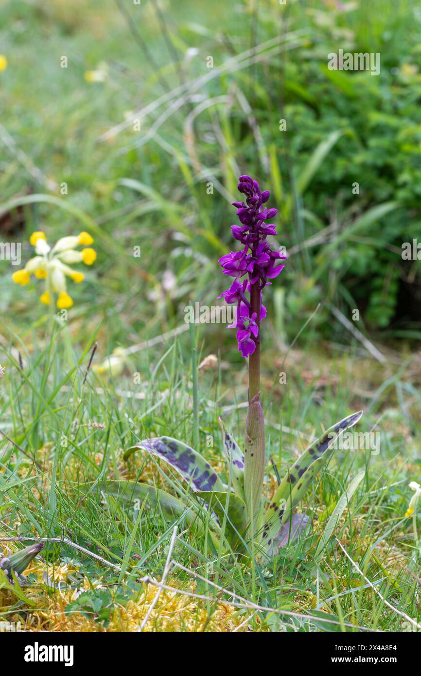 Early purple orchid (Orchis mascula) showing spotted leaves flowering during April or spring on chalk grassland at Noar Hill, Hampshire, England, UK Stock Photo