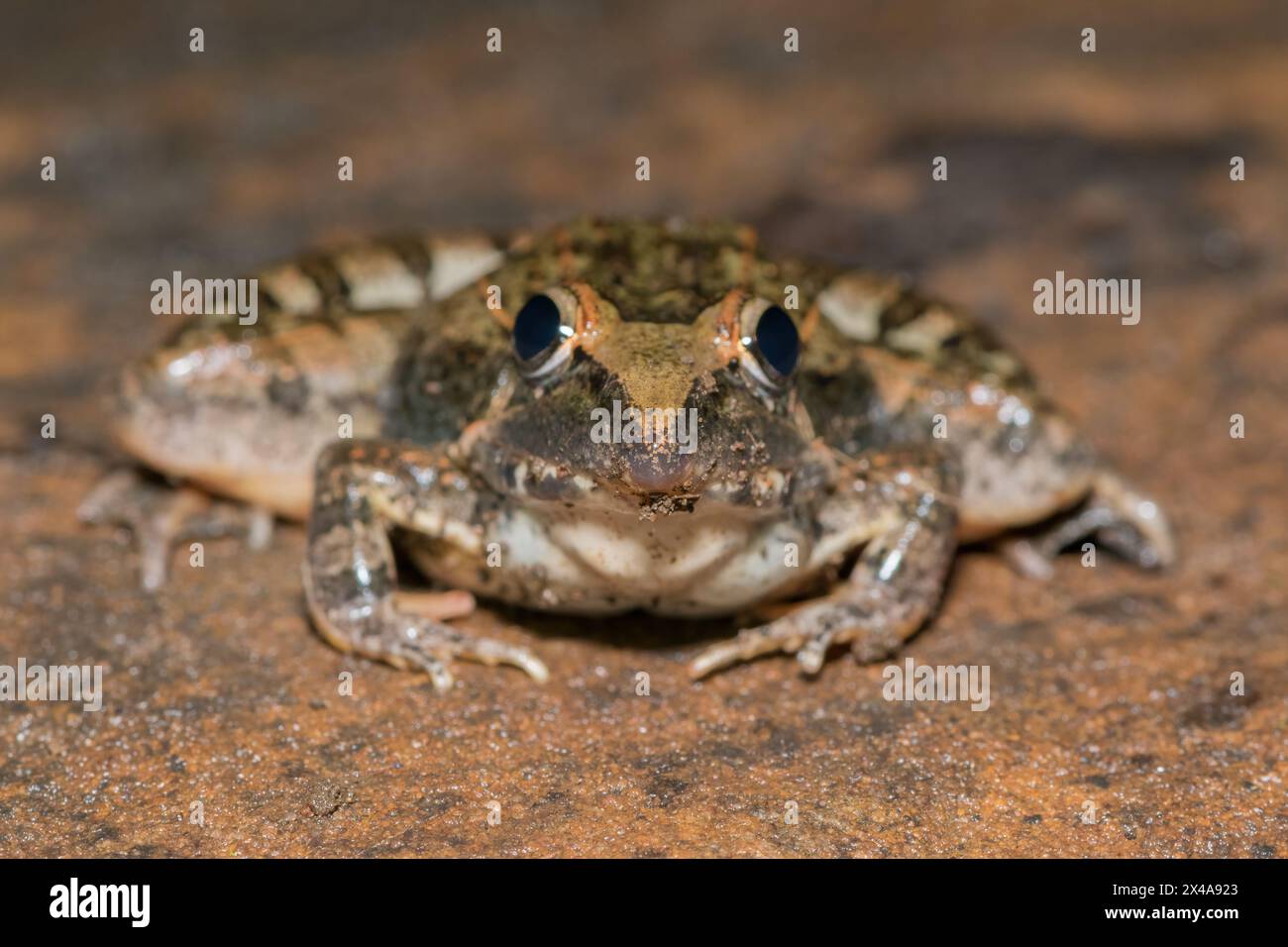 A beautiful adult Sharp-nosed Grass Frog (Ptychadena oxyrhynchus) Stock Photo