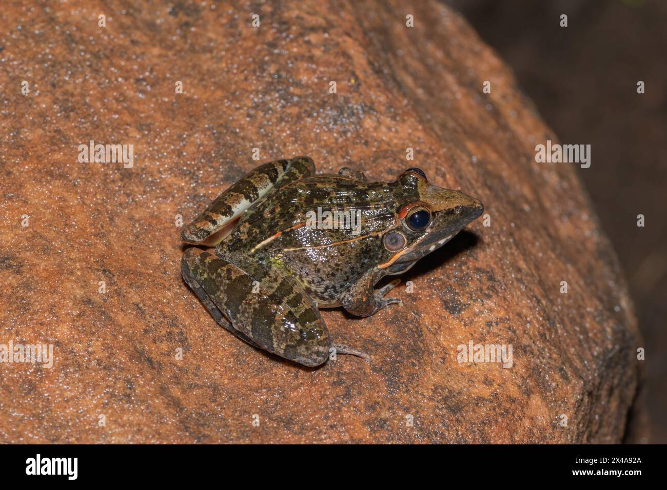 A beautiful adult Sharp-nosed Grass Frog (Ptychadena oxyrhynchus) Stock Photo