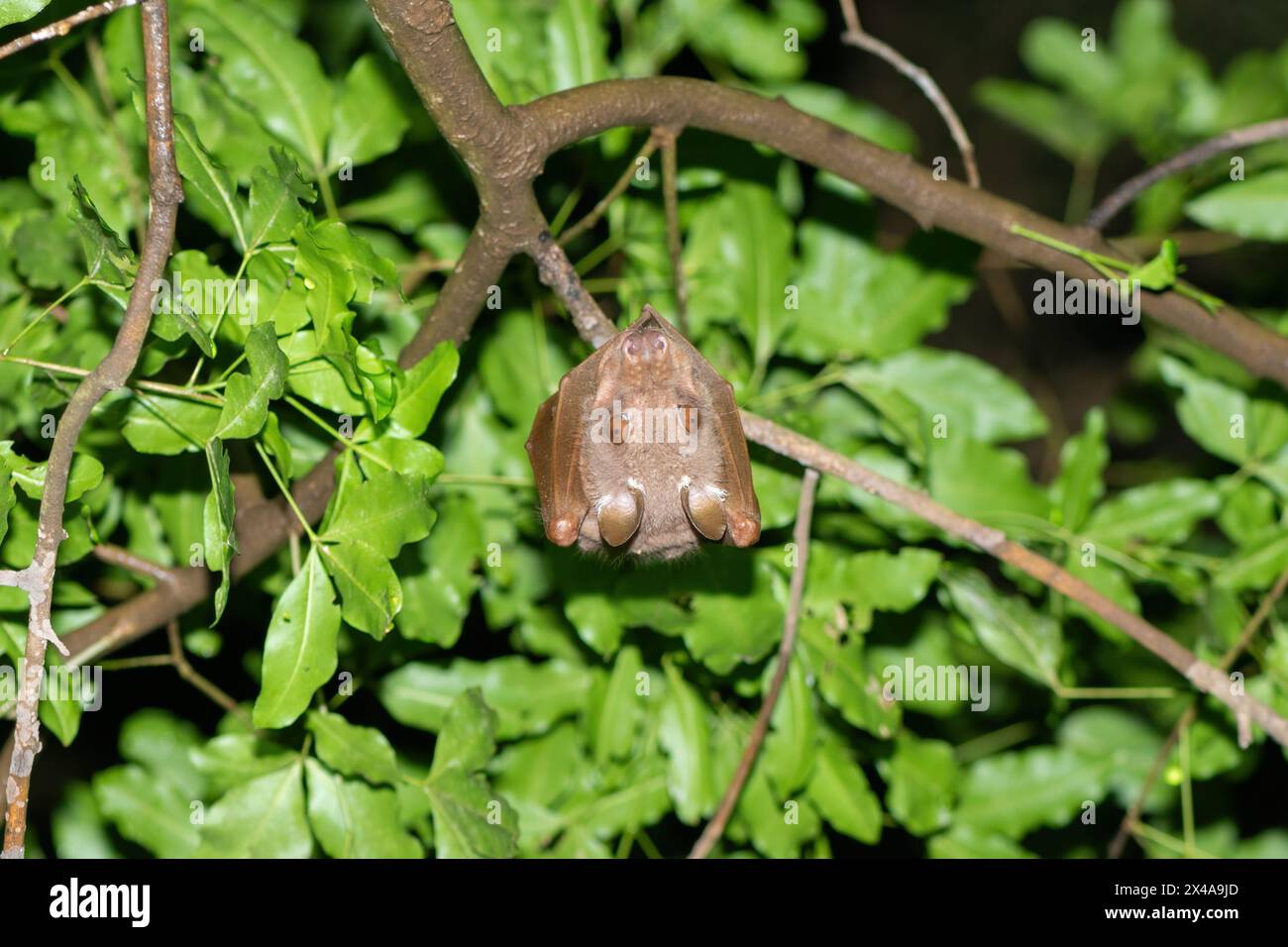 An adorable Wahlberg's epauletted fruit bat (Epomophorus wahlbergi) hanging from a branch in a tree Stock Photo
