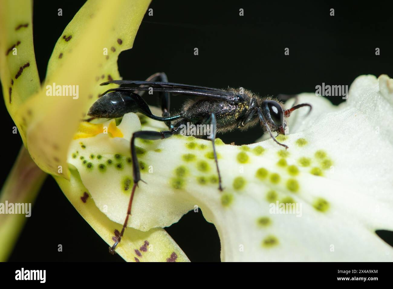 Blue Mud-dauber Wasp (Chalybion) pollinating a brassia flower Stock Photo