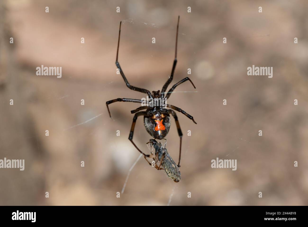 A Venomous Brown Button Spider Latrodectus Geometricus On Its Web In a-venomous-brown-button-spider-latrodectus-geometricus-on-its-web-in