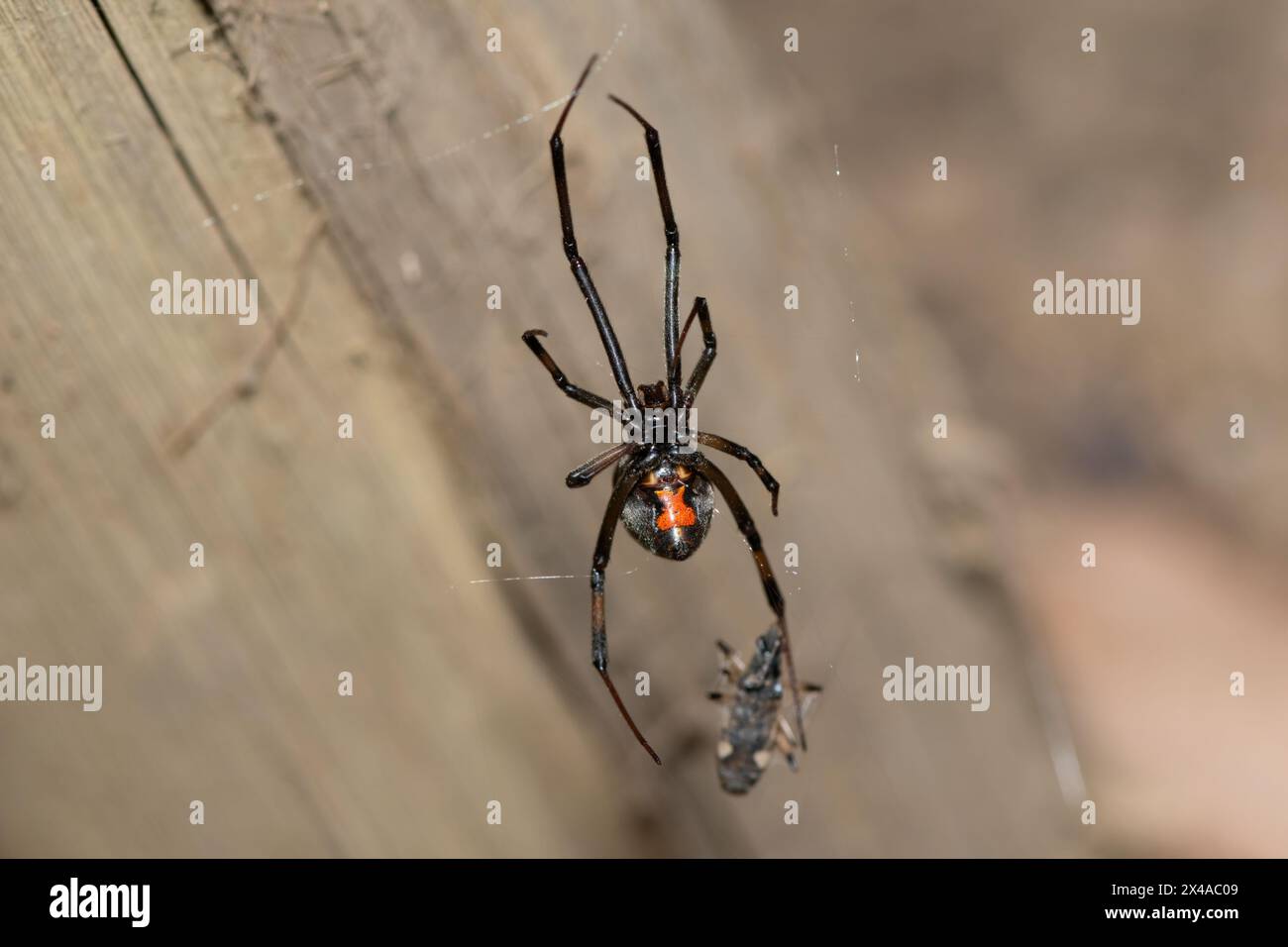 A venomous Brown Button spider (Latrodectus geometricus) on its web in ...