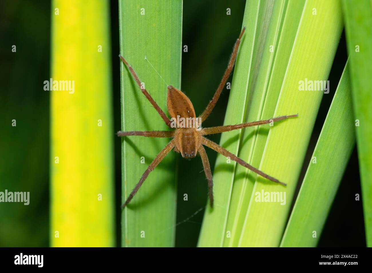 A beautiful Curtus's Fish-eating Spider (Nilus curtus) on reeds near a