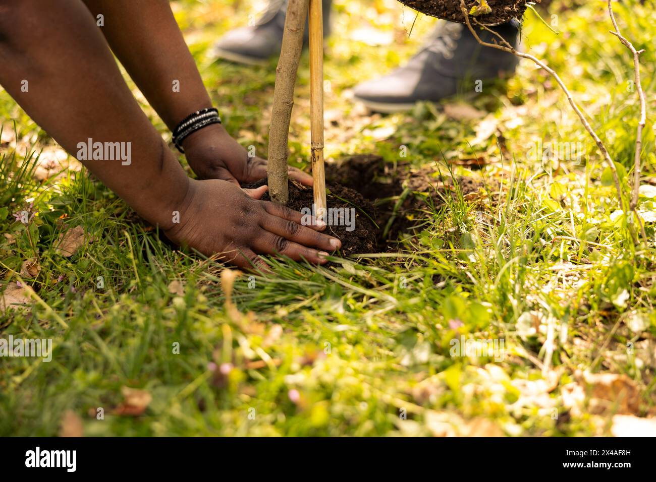 Man and woman volunteers covering hole by planting a tree in the woods ...