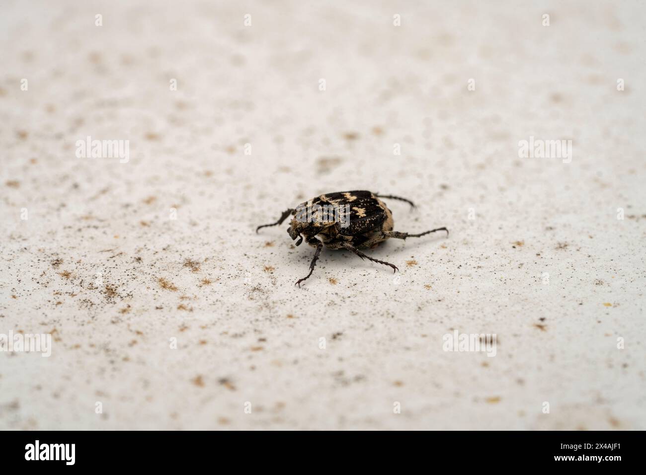 Valgus hemipterus Family Scarabaeidae Genus Valgus Scarab beetle wild nature bug photography, picture, wallpaper Stock Photo