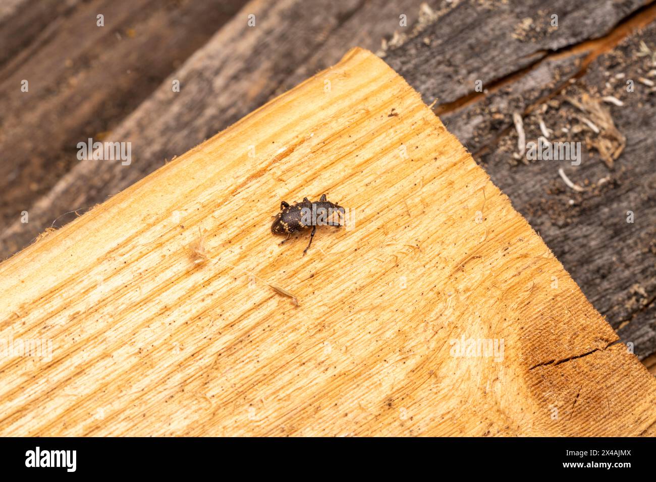 Hylobius abietis Family Curculionidae Genus Hylobius Large pine weevil wild nature beetle photography, picture, wallpaper Stock Photo