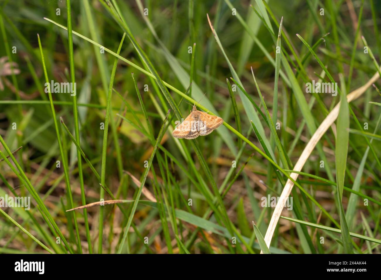 Pyrausta despicata Family Crambidae Genus Pyrausta Straw-barred pearl moth wild nature insect wallpaper, picture, photography Stock Photo