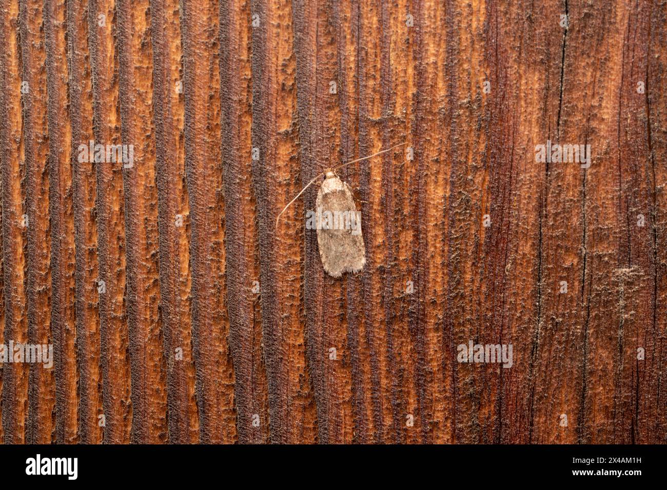 Agonopterix heracliana Family Depressariidae Genus Agonopterix Common Brindled Brown moth Common Flat-body moth wild nature insect photography, pictur Stock Photo