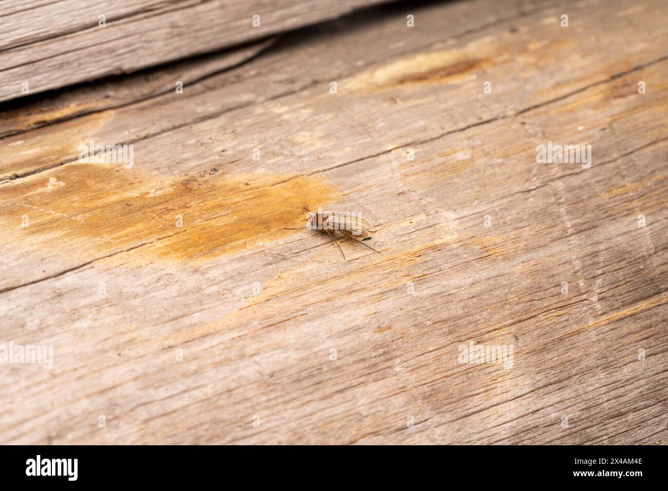 Genus Mycetophila Family Mycetophilidae Fungus gnat wild nature insect picture, wallpaper, photography Stock Photo