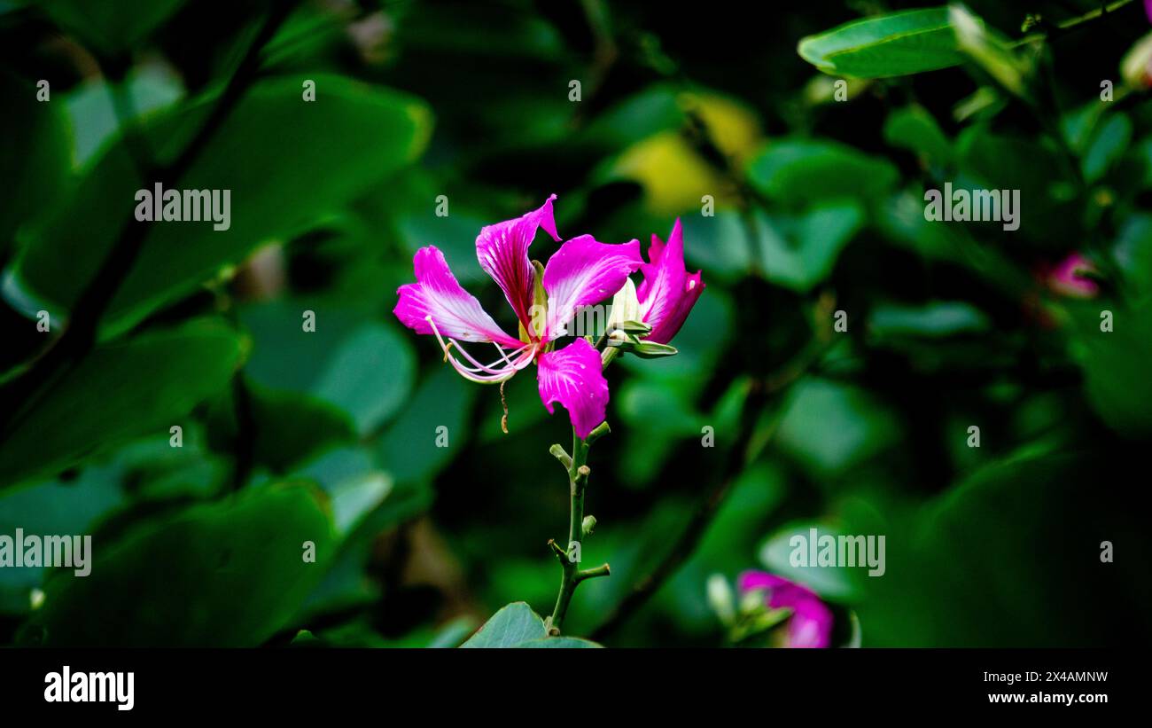 Bauhinia purpurea (Purple bauhinia, orchid tree, khairwal, karar) flower. In Indian traditional medicine, the leaves are used to treat coughs Stock Photo