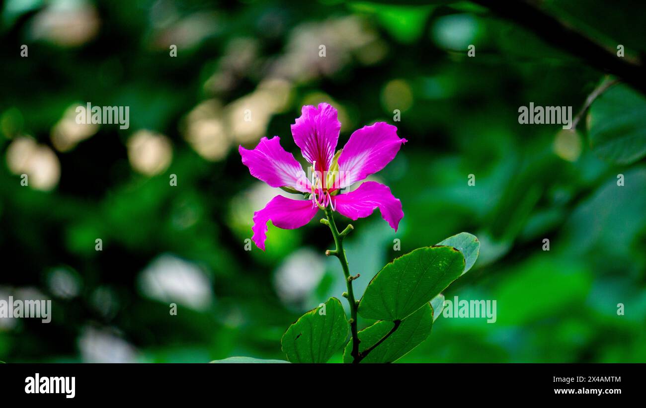 Bauhinia purpurea (Purple bauhinia, orchid tree, khairwal, karar) flower. In Indian traditional medicine, the leaves are used to treat coughs Stock Photo