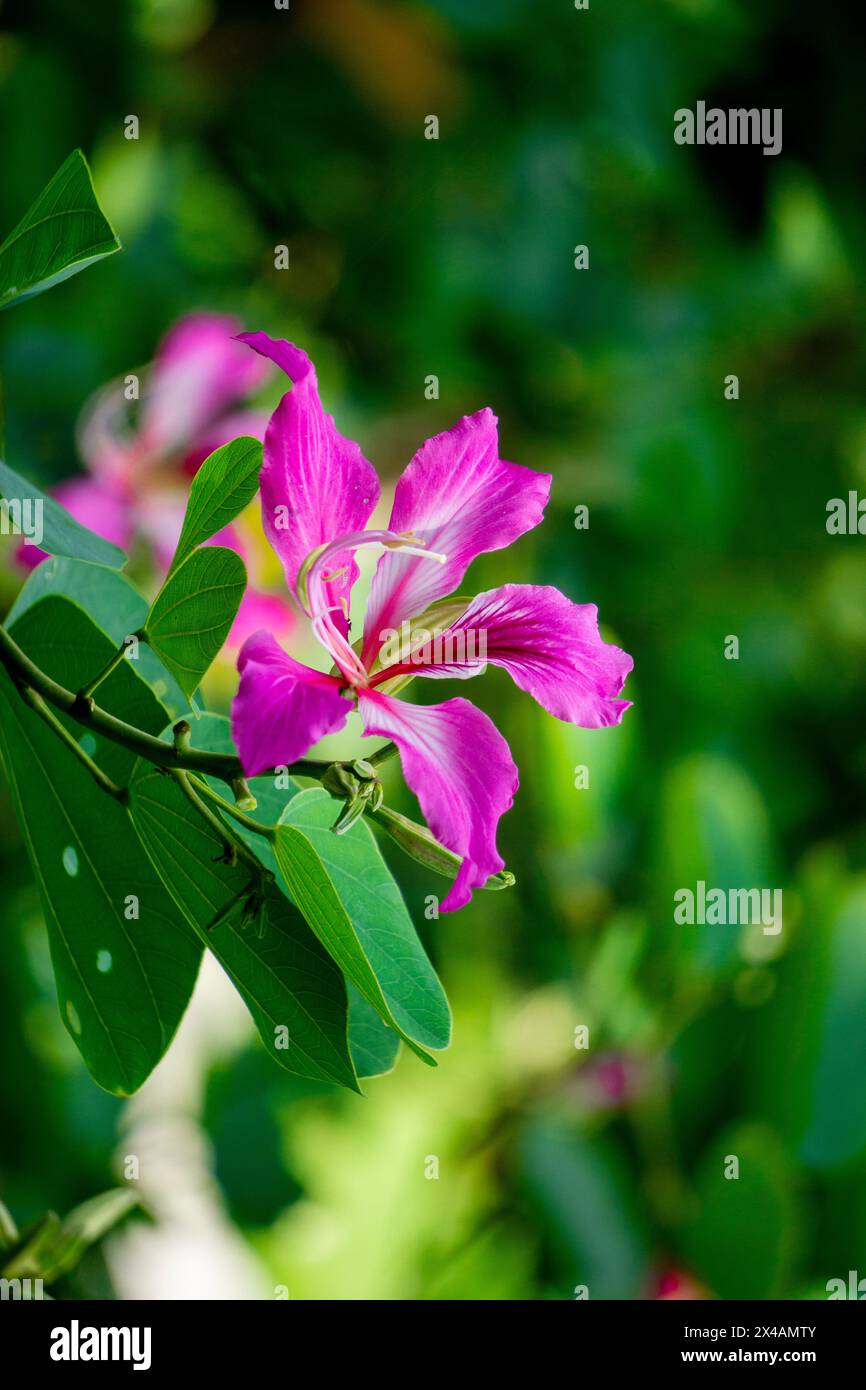 Bauhinia purpurea (Purple bauhinia, orchid tree, khairwal, karar) flower. In Indian traditional medicine, the leaves are used to treat coughs Stock Photo