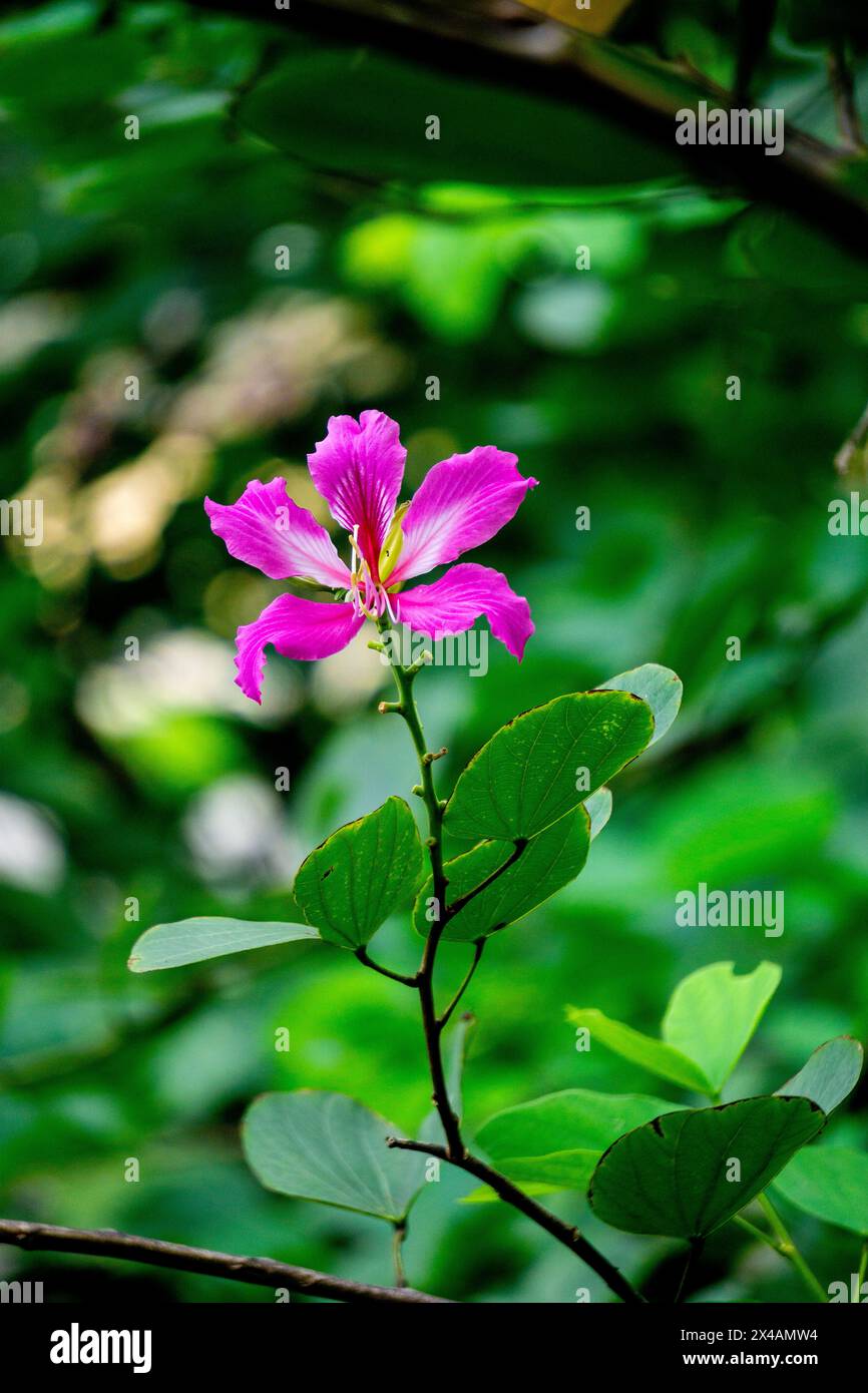 Bauhinia purpurea (Purple bauhinia, orchid tree, khairwal, karar) flower. In Indian traditional medicine, the leaves are used to treat coughs Stock Photo