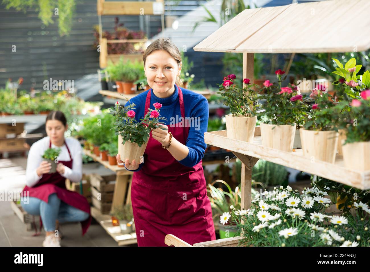 female worker holding flower pot with rose bush in her hands Stock ...