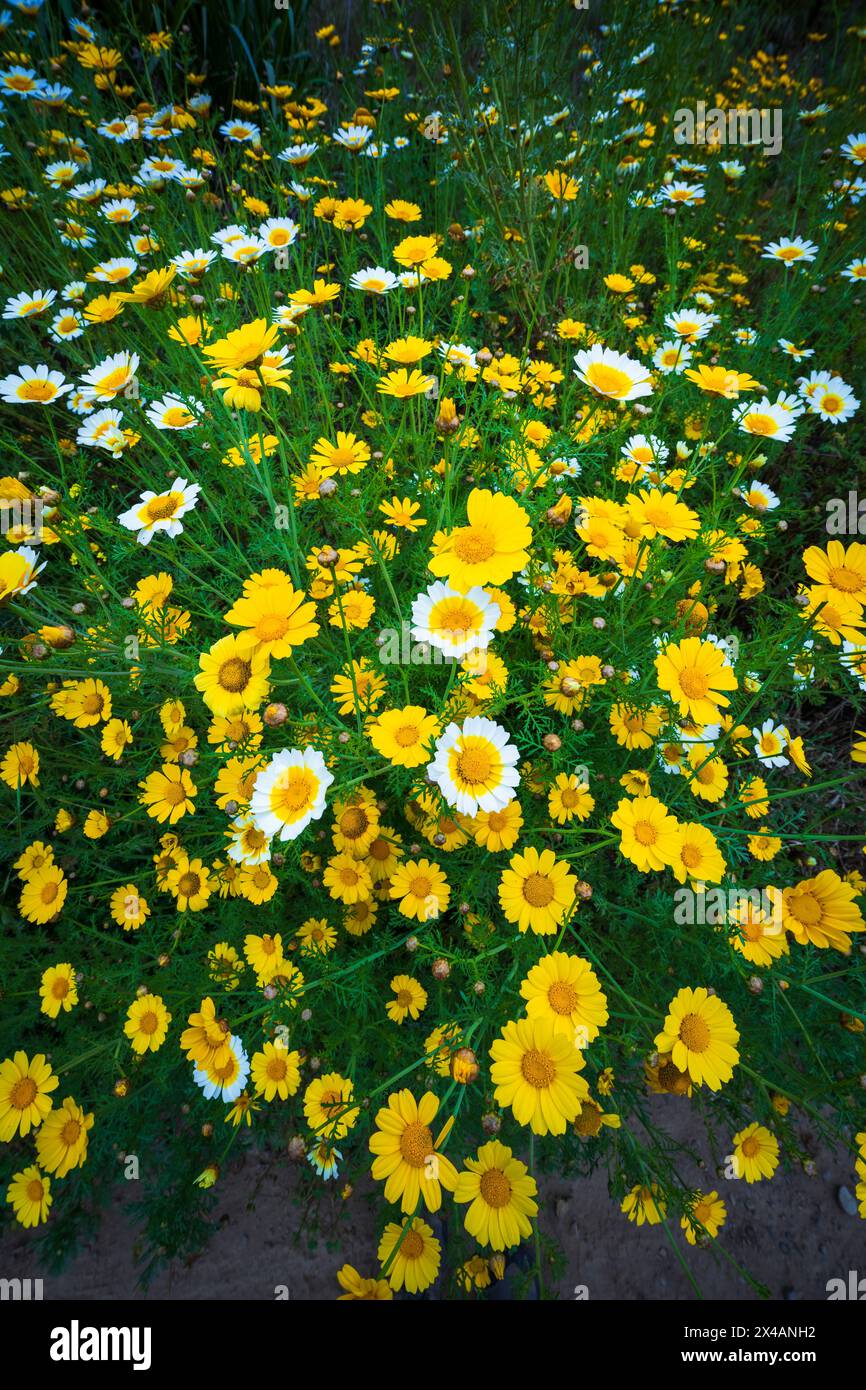 Wildflowers canyon hi-res stock photography and images - Alamy