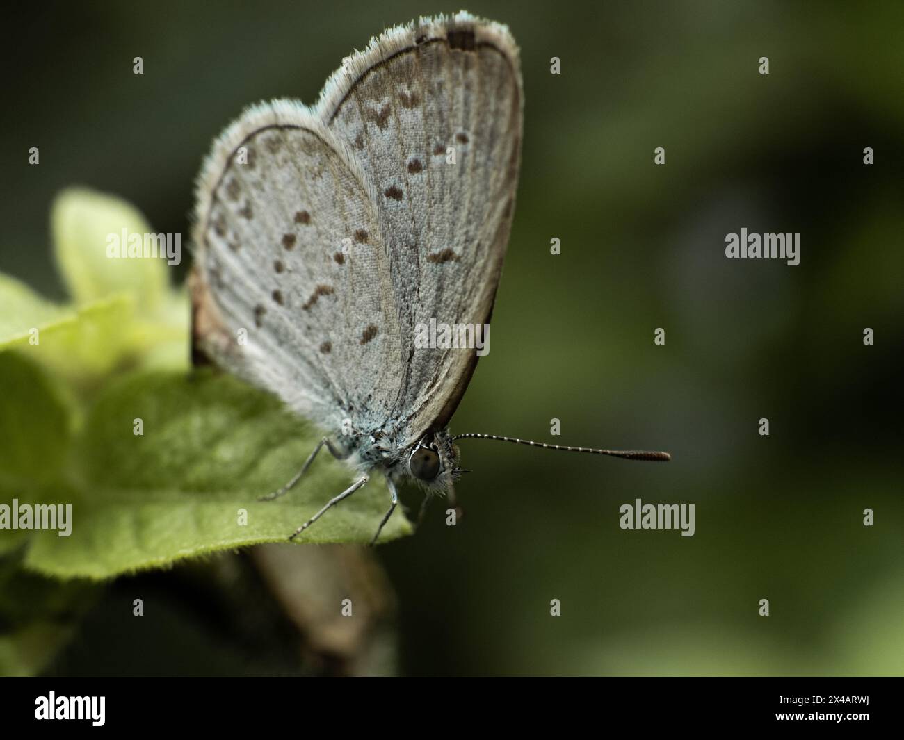 Zizina otis, the lesser grass blue is a species of blue (Lycaenidae) butterfly  photograph in Karangasem, Bali, Indonesia Stock Photo