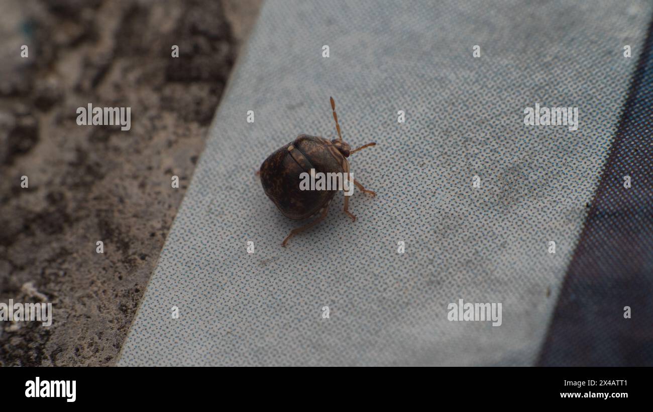 Small Kudzu bug or globular shield bug on a wall Stock Photo