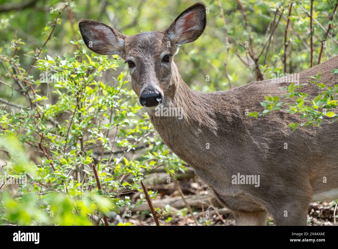 Curious White-tailed deer in woodlands in rural Pennsylvania Stock Photo