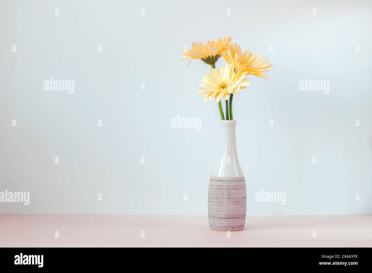 Yellow gerbera daisy flowers in vase against white wall. Copy space. Stock Photo