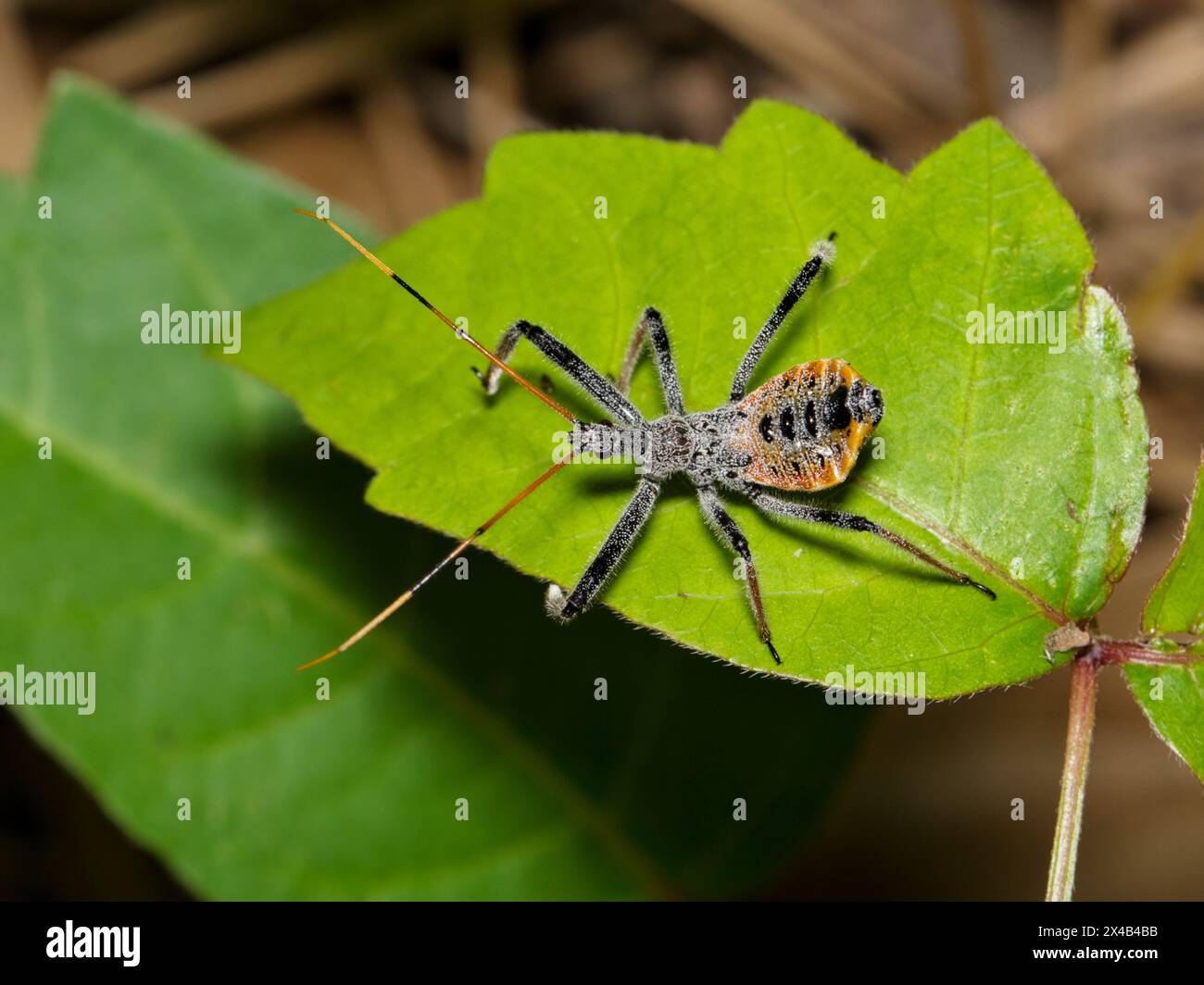 North American wheel bug nymph (Arilus cristatus) insect nature Springtime  leaf pest control. Stock Photo